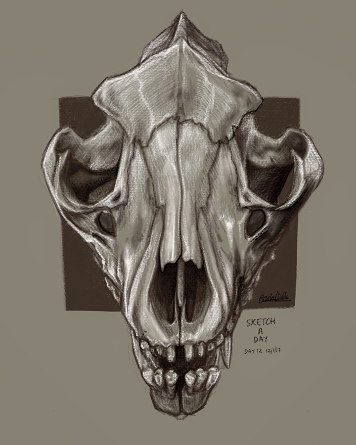 Thylacine skull sketch based on own ref photo - Procreate app on iPad pro