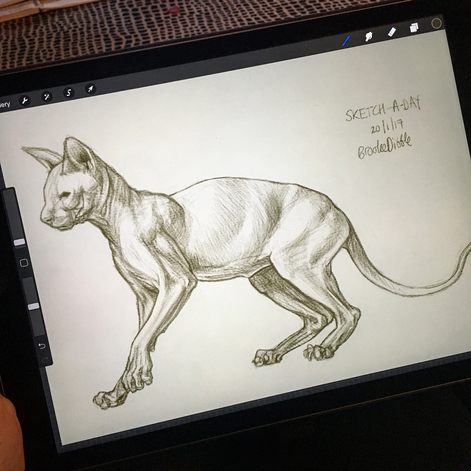 cat sketch in Procreate app on iPad pro