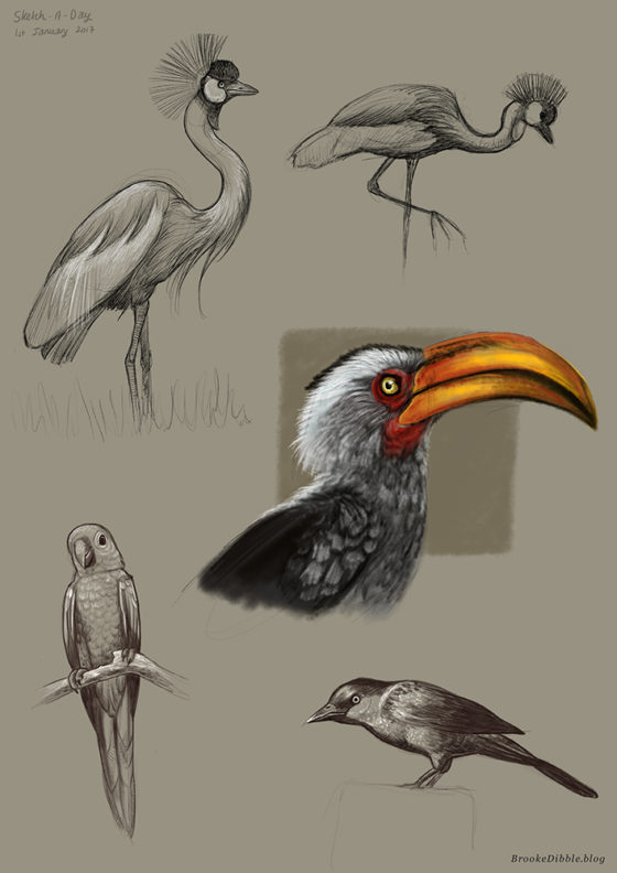 Sketch-a-Day quick sketch studies of birds on the iPad Pro using Procreate app based on misc photo refs