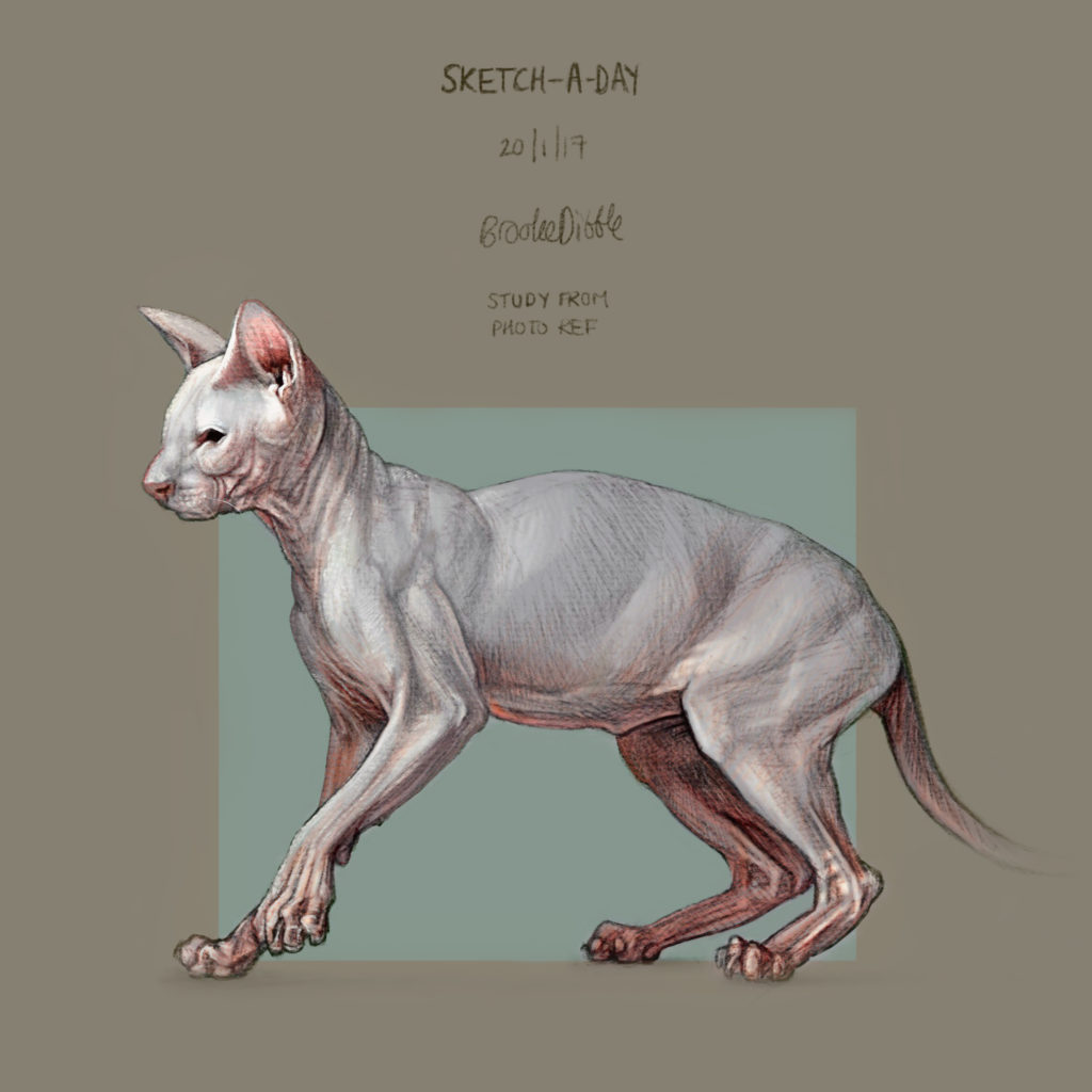 Sketch-a-day Sphynx cat drawing by Brooke Dibble
