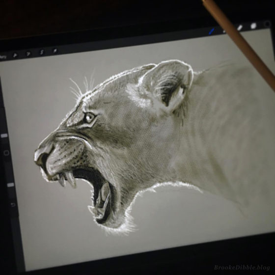 Quick sketch study of a lioness from photo ref