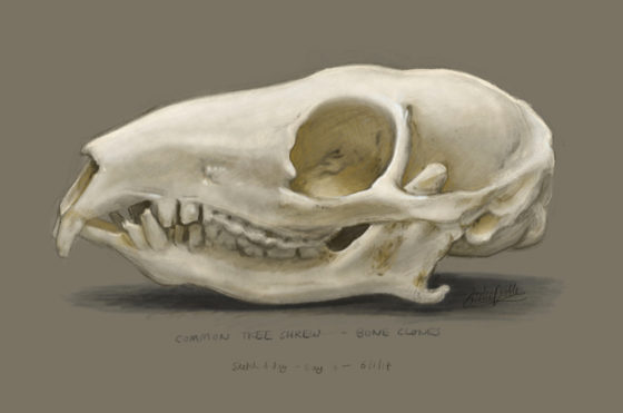 Tree shrew skull sketch based on ref photo from Bone Clones - drawn and painted in the Procreate app on iPad pro / og:image