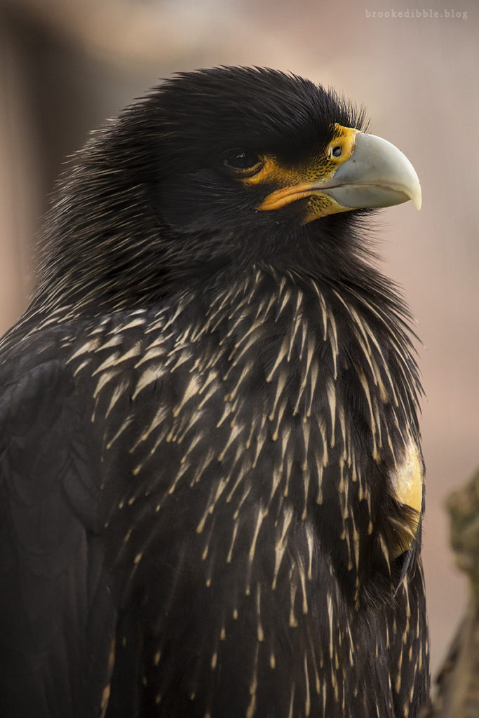 Hawk at ZSL London Zoo