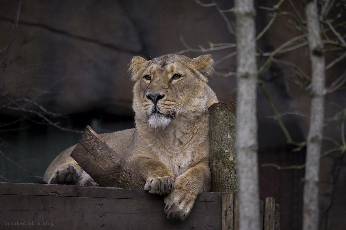 ZSL London Zoo trip Land of the Lions