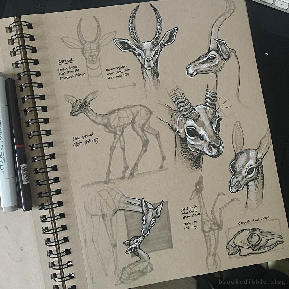 Quick study sketches in pen on toned tan paper of gerenuks