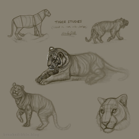 Tiger sketch studies on iPad Pro