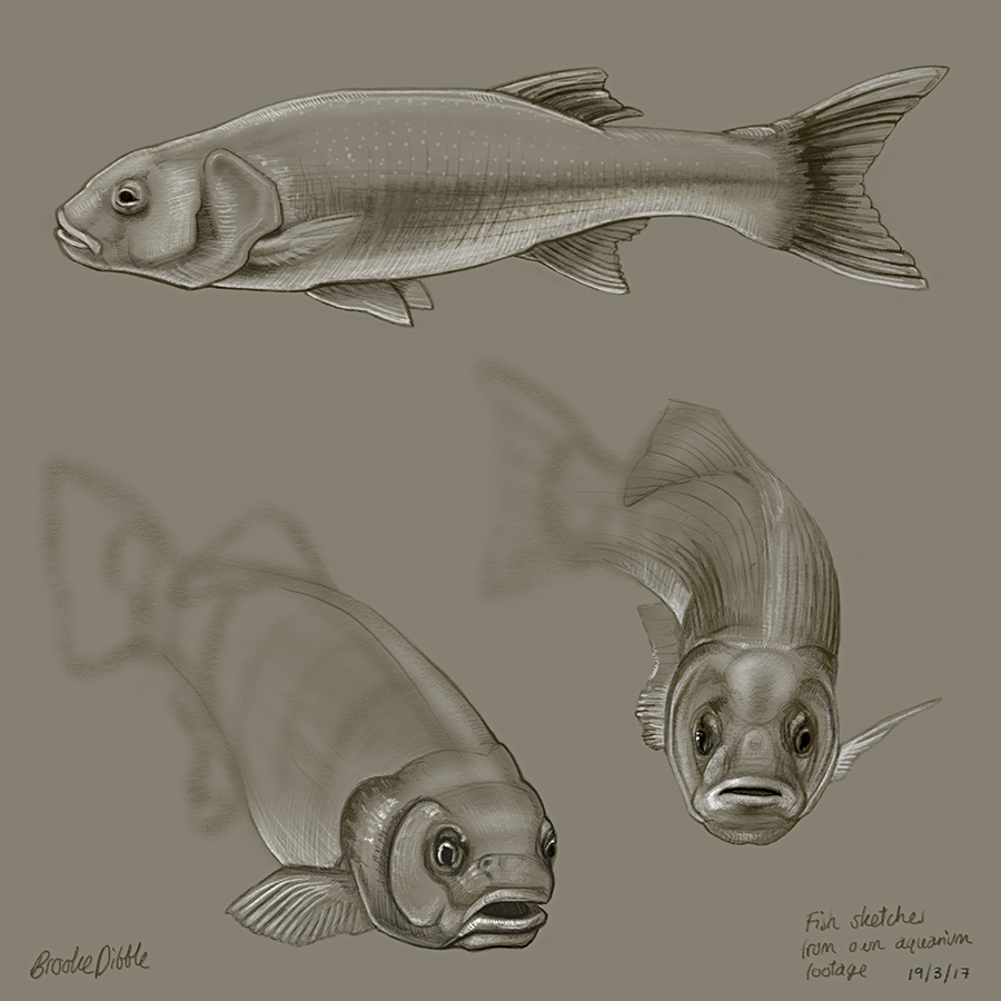 iPad Pro sketches of fish and reptiles 19th March '17