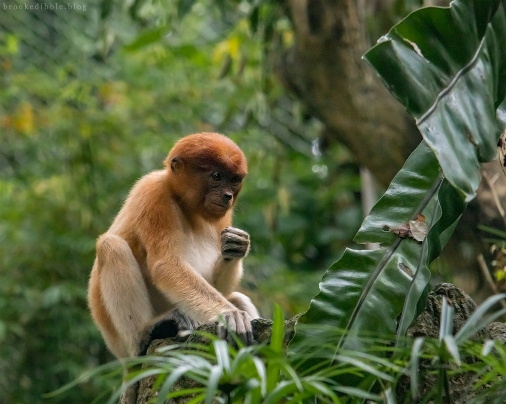 Proboscis monkey - Singapore Zoo - Nov 2018