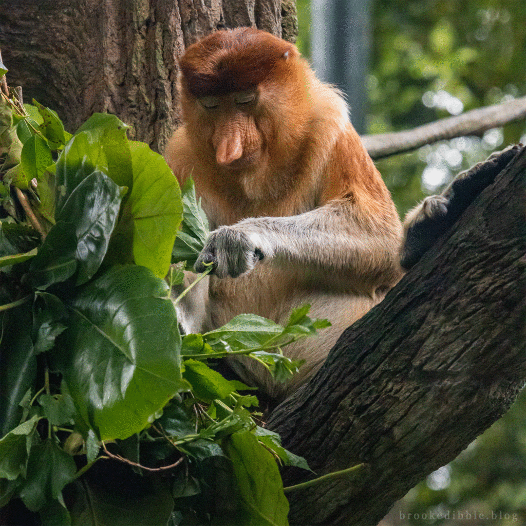 Proboscis monkey animated gif - consecutive shots observing her eat at Singapore Zoo