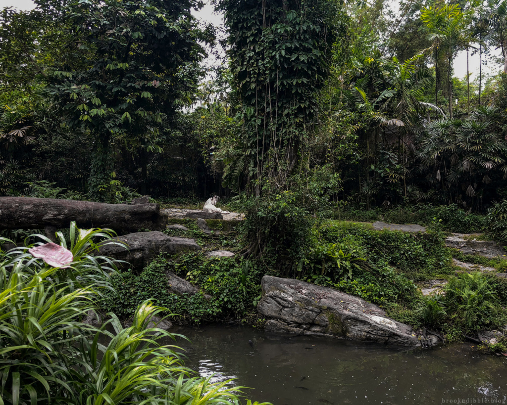 White tiger environment | Singapore Zoo | Nov 2018