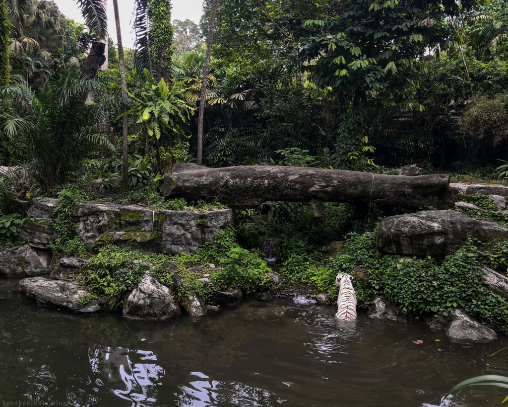 White tiger environment | Singapore Zoo | Nov 2018