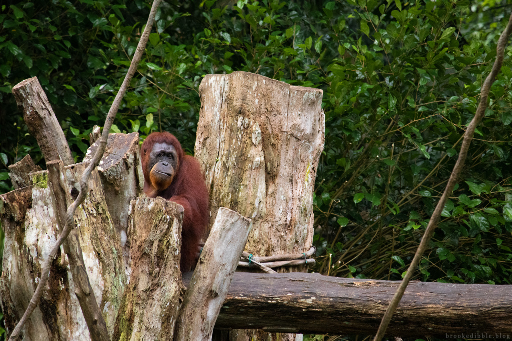 Orangutan | Singapore Zoo | Nov 2018