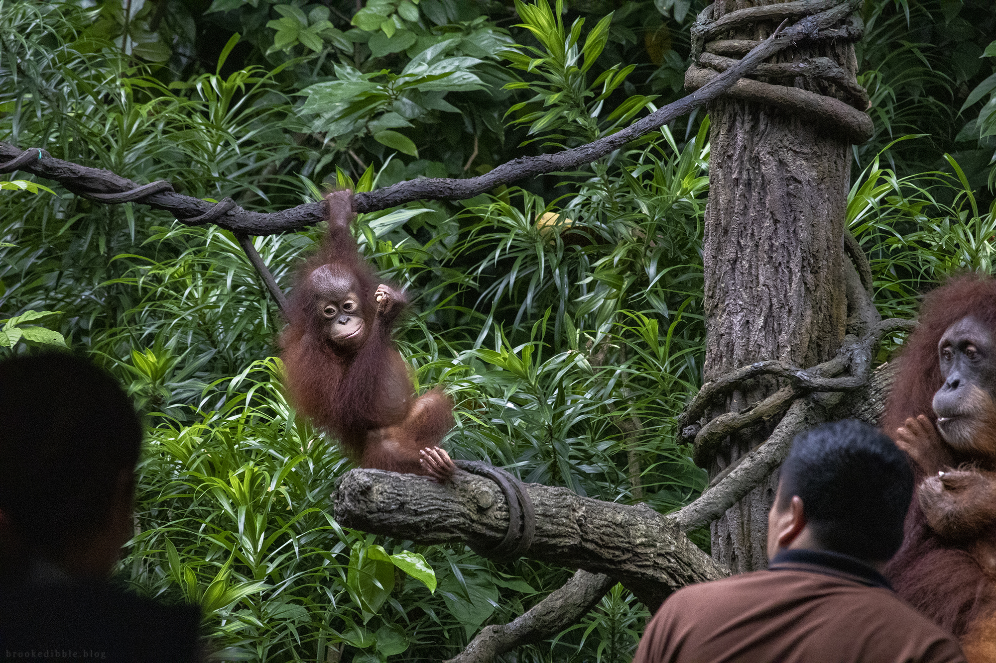 Breakfast with the orangutans | Singapore Zoo | Nov 2018