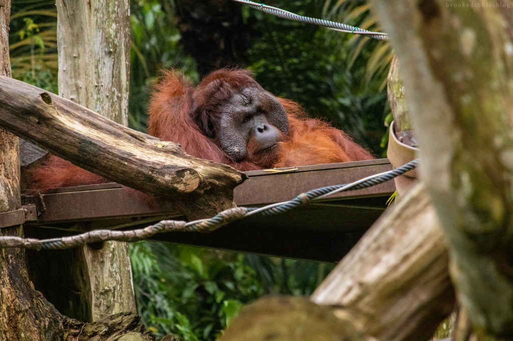 Orangutan | Singapore Zoo | Nov 2018