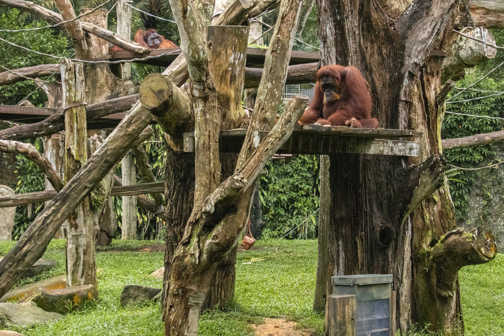 Orangutans | Singapore Zoo | Nov 2018