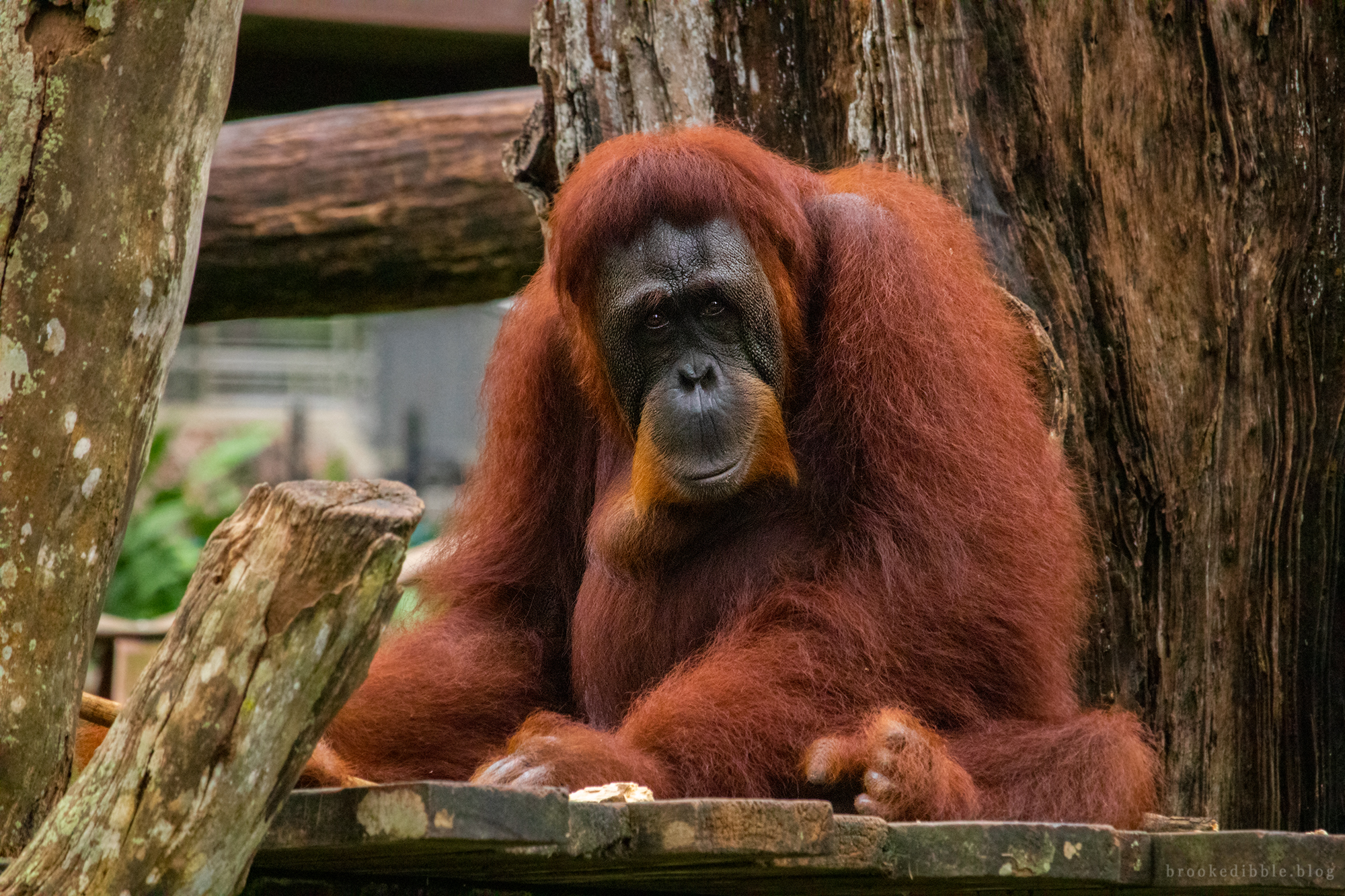Singapore Zoo| Nov 2018 | Canon M50