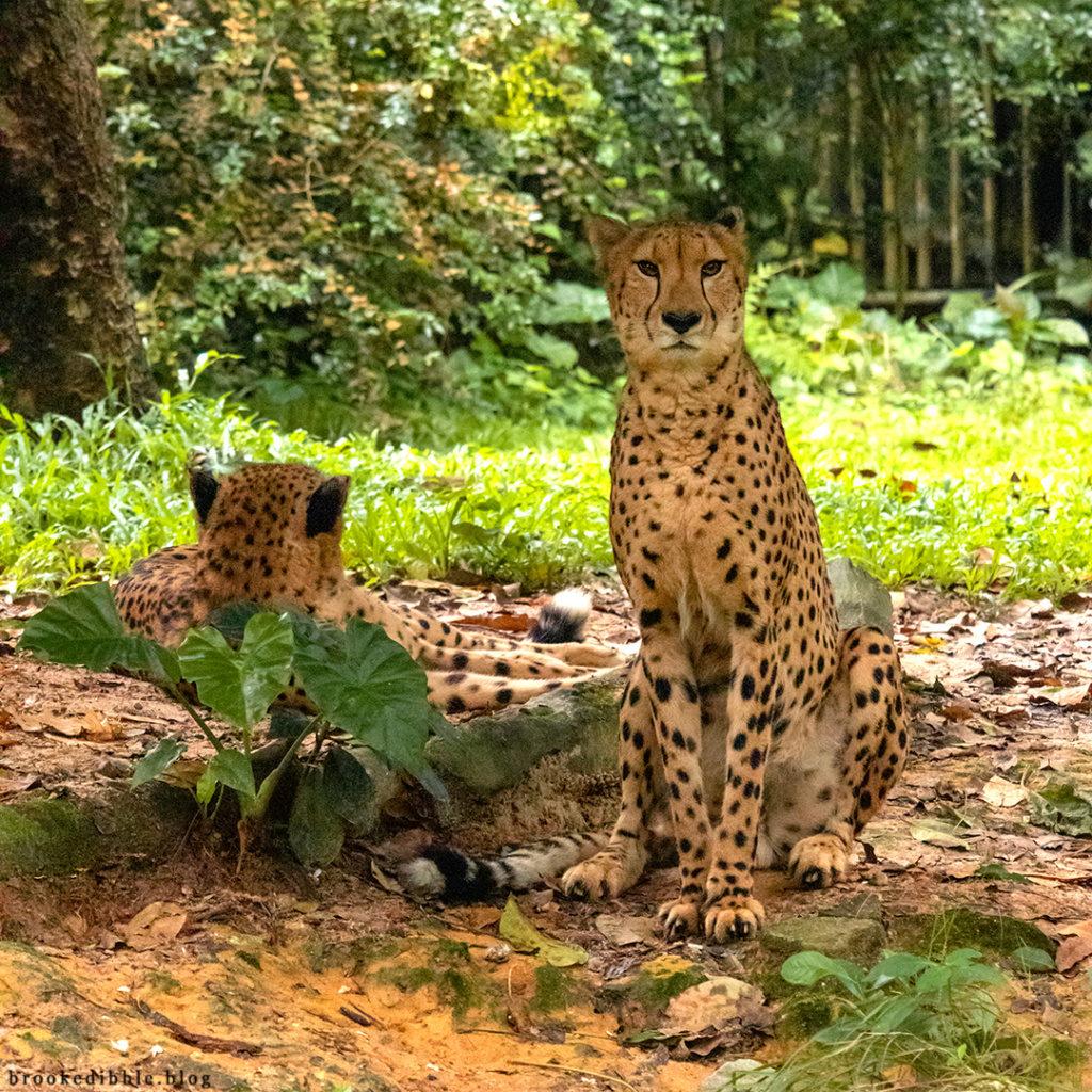 Cheetah | Singapore Zoo | Nov 2018