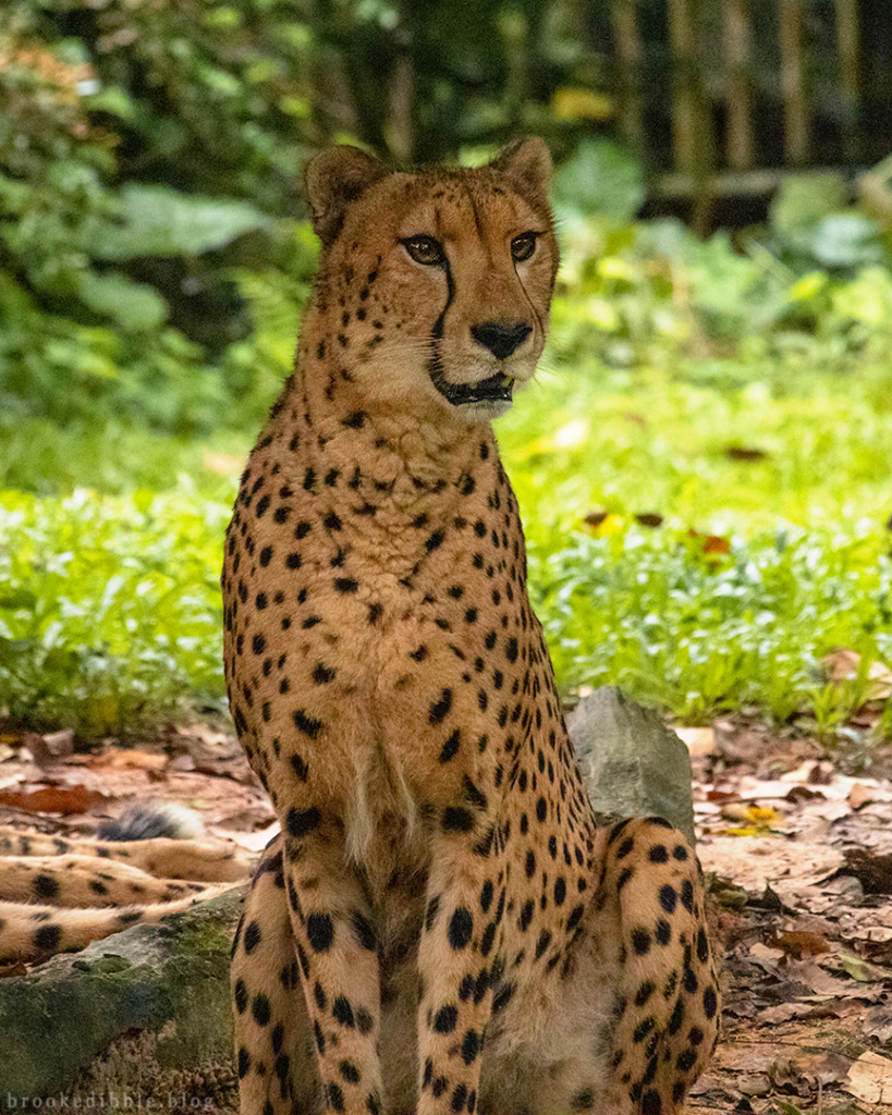 Cheetah | Singapore Zoo | Nov 2018