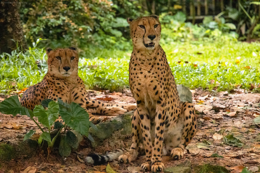 Cheetah | Singapore Zoo | Nov 2018
