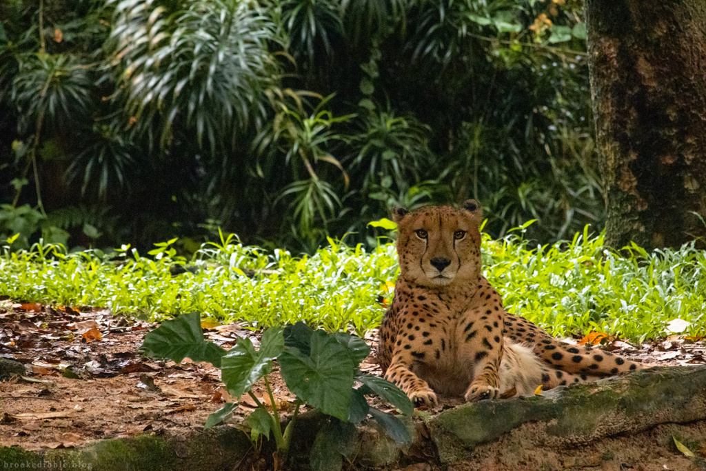 Cheetah | Singapore Zoo | Nov 2018