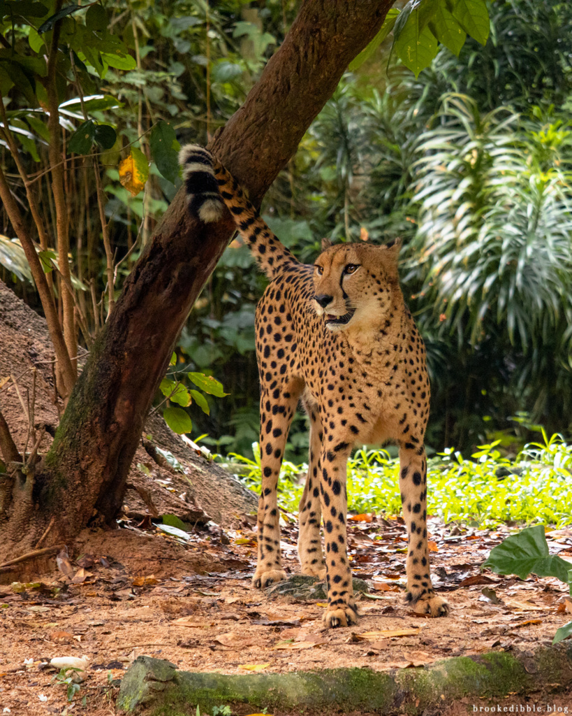 Cheetah | Singapore Zoo | Nov 2018