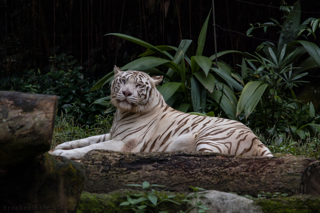 White bengal tiger | Singapore Zoo | Nov 2018