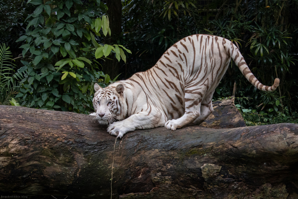 White bengal tiger | Singapore Zoo | Nov 2018