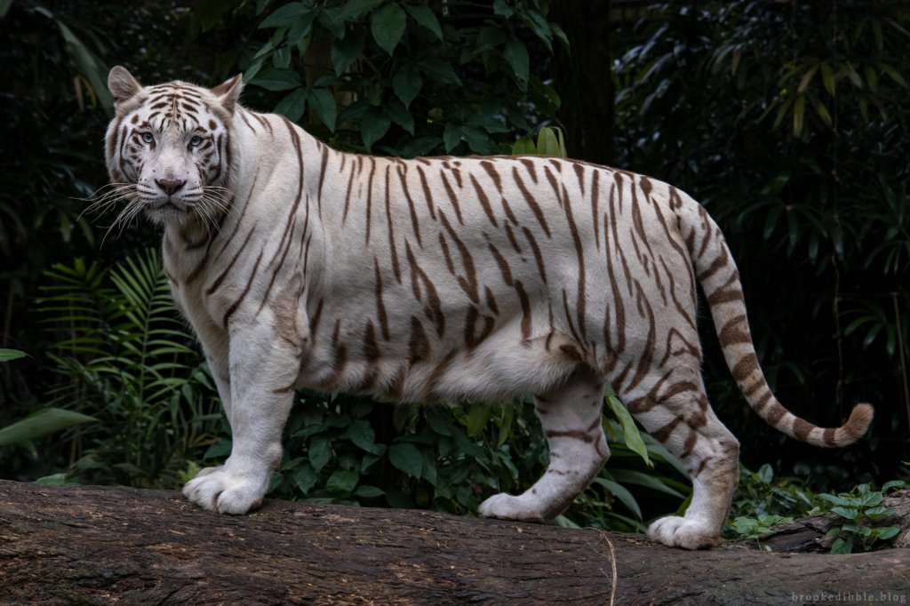 White bengal tiger | Singapore Zoo | Nov 2018