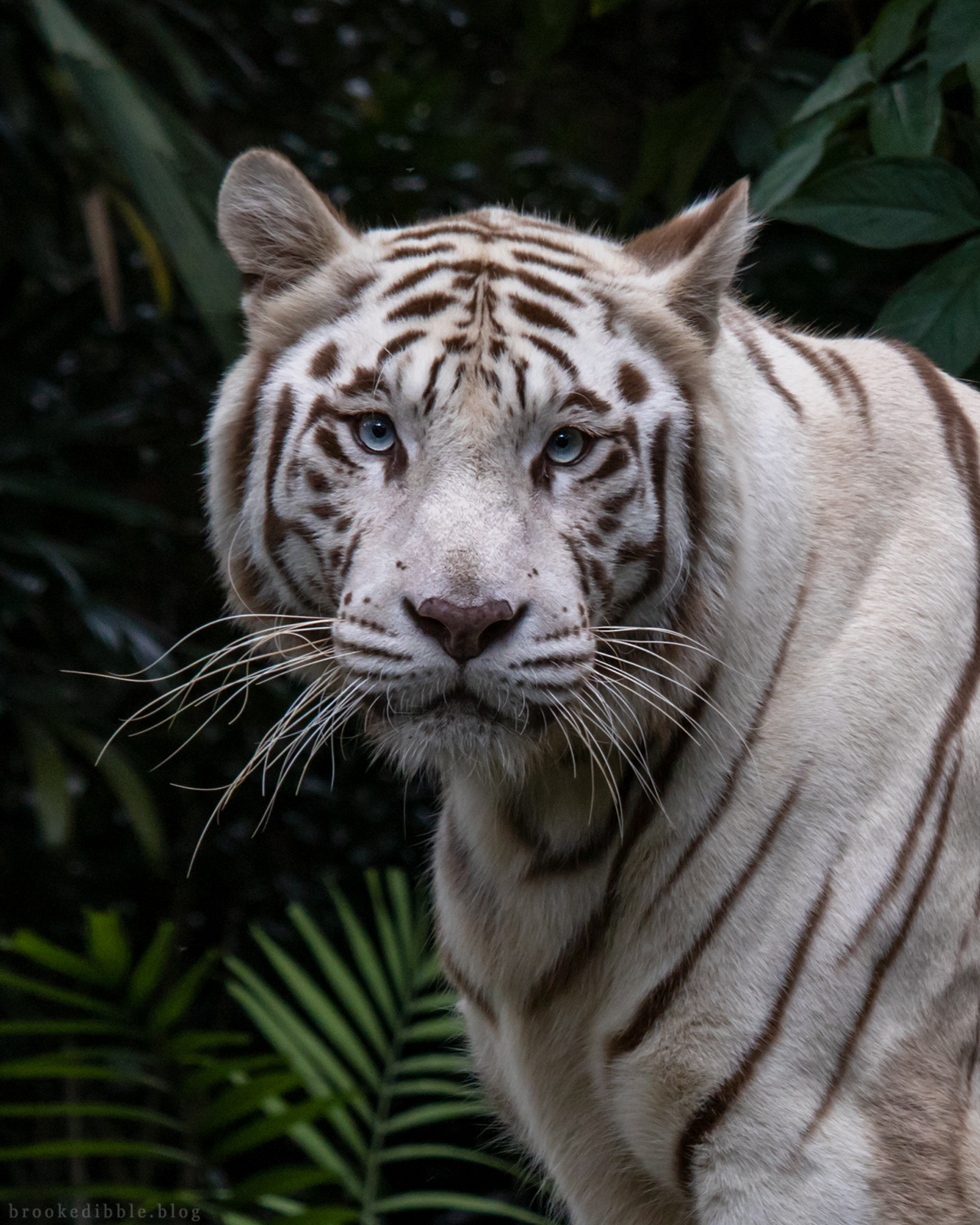 White bengal tiger | Singapore Zoo | Nov 2018