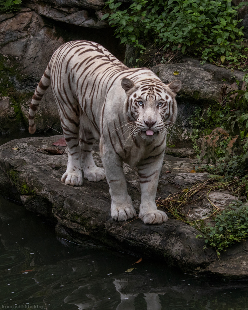 White bengal tiger | Singapore Zoo | Nov 2018