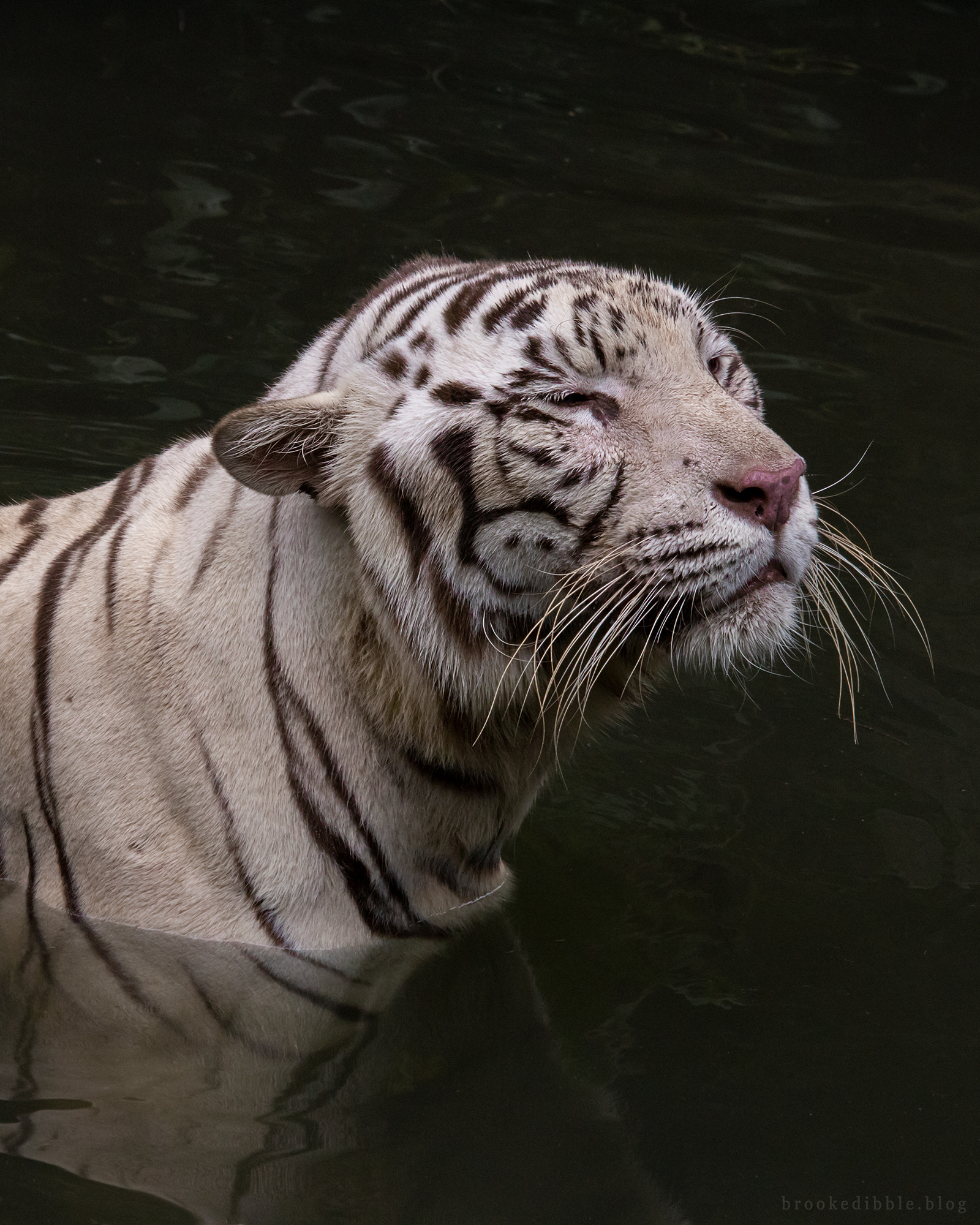 White bengal tiger | Singapore Zoo | Nov 2018