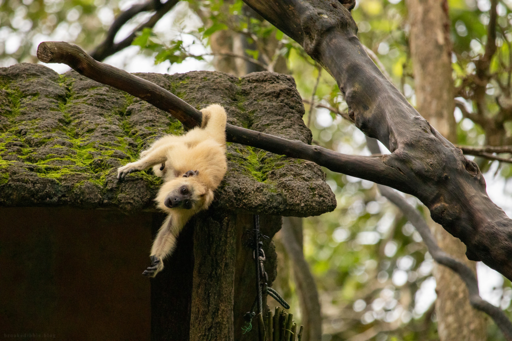 Baby howler monkey | Singapore Zoo | Nov 2018
