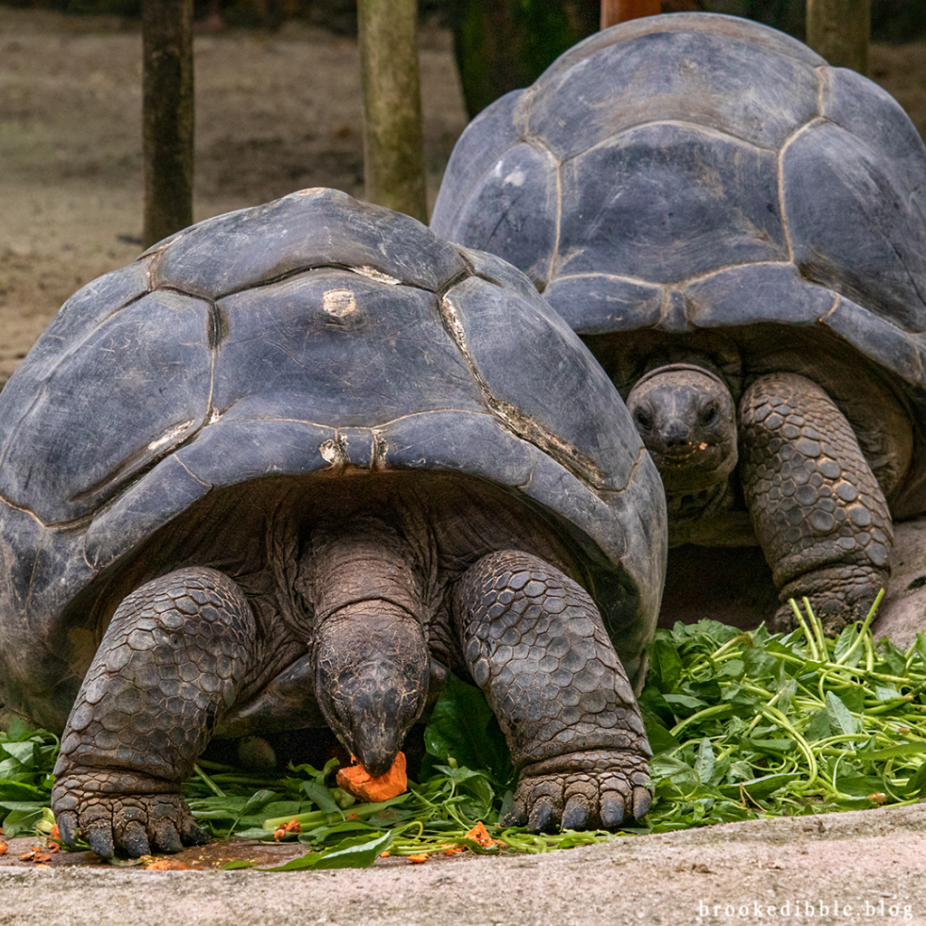 Aldabra giant tortoise | Singapore Zoo | Nov 2018