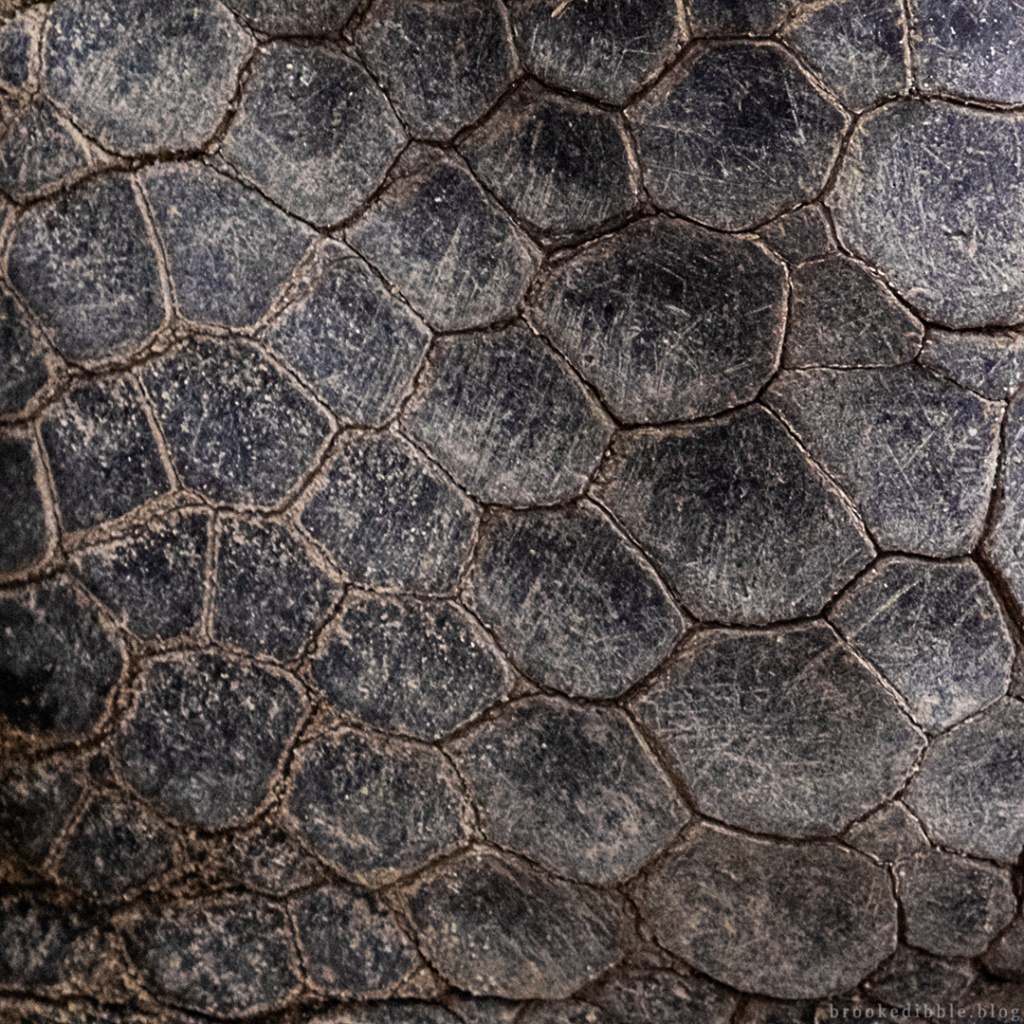 Aldabra giant tortoise | Singapore Zoo | Nov 2018