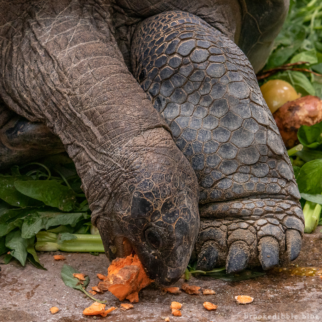 Aldabra giant tortoise | Singapore Zoo | Nov 2018