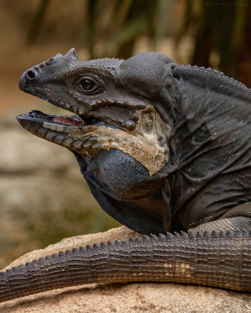 Rhinoceros iguana | Singapore Zoo | Nov 2018