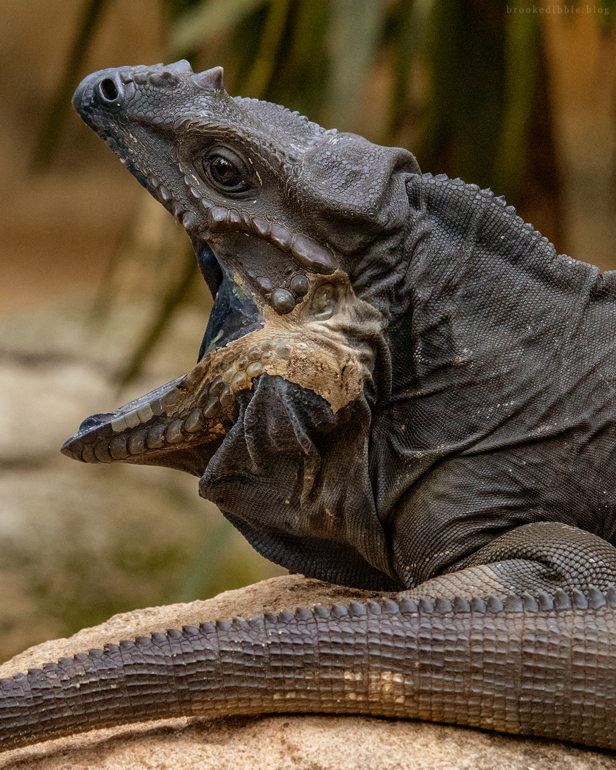 Rhinoceros iguana Cyclura cornuta | Singapore Zoo | Nov 2018