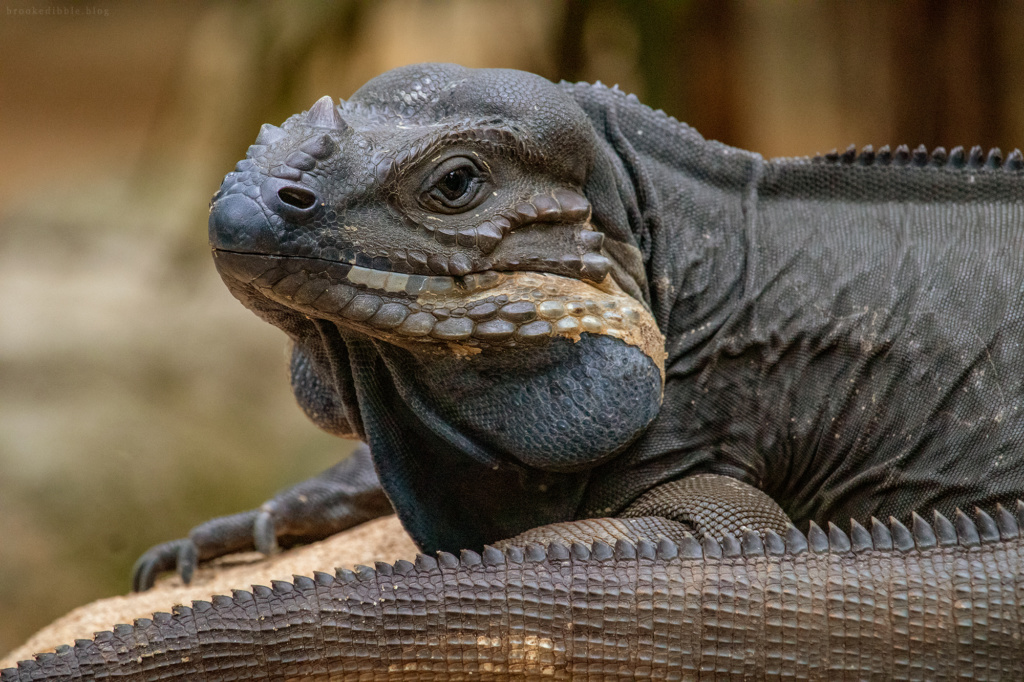 hinoceros iguana | Singapore Zoo | Nov 2018