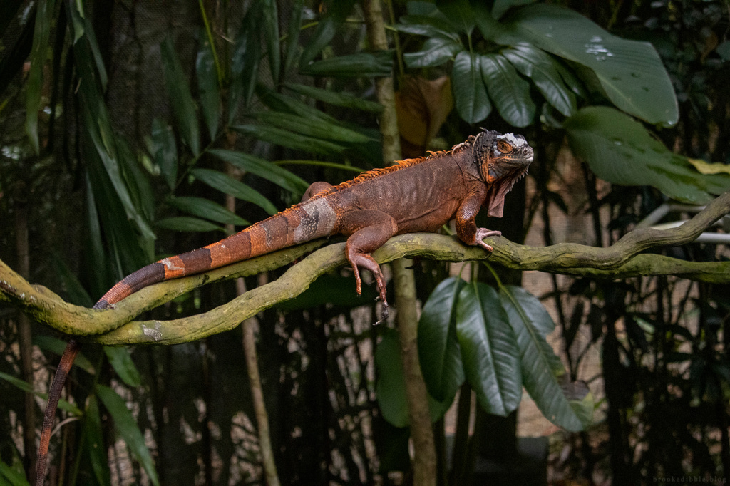 Red iguana