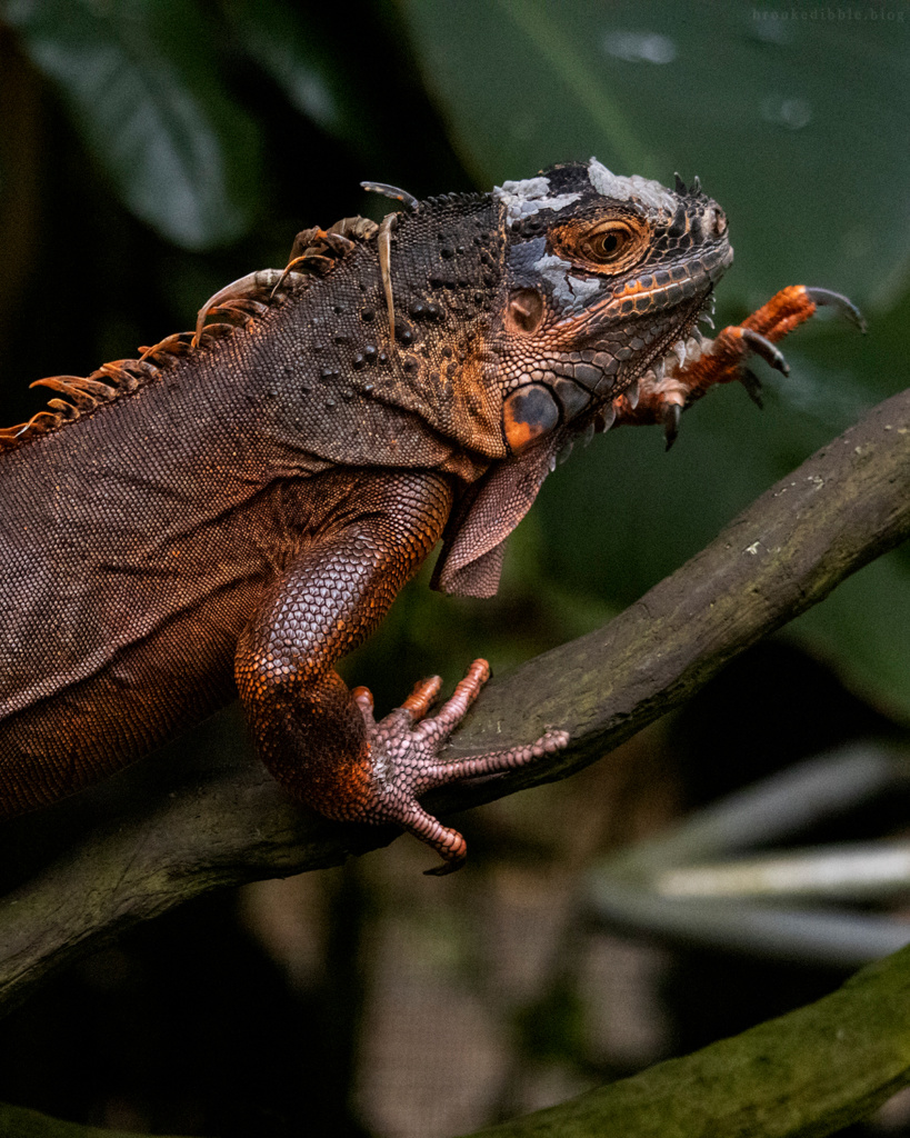 Red iguana