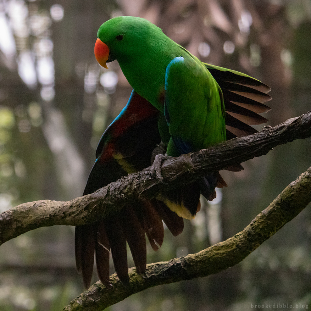 Eclectus parrot (male)
