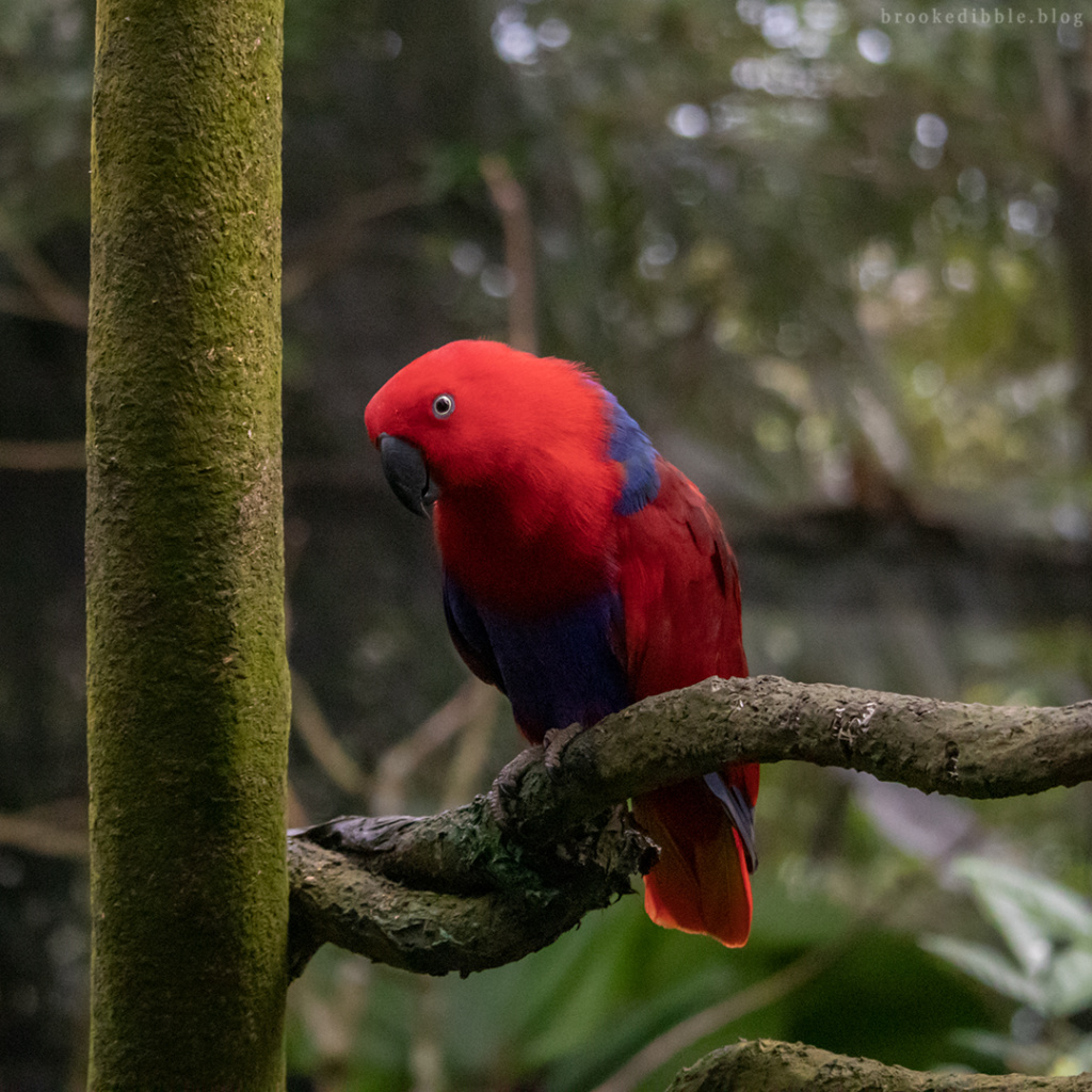 Eclectus parrot (female)