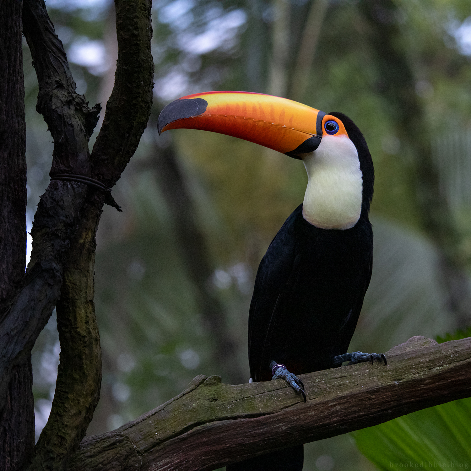 Toco toucan at Singapore Zoo Nov 2018