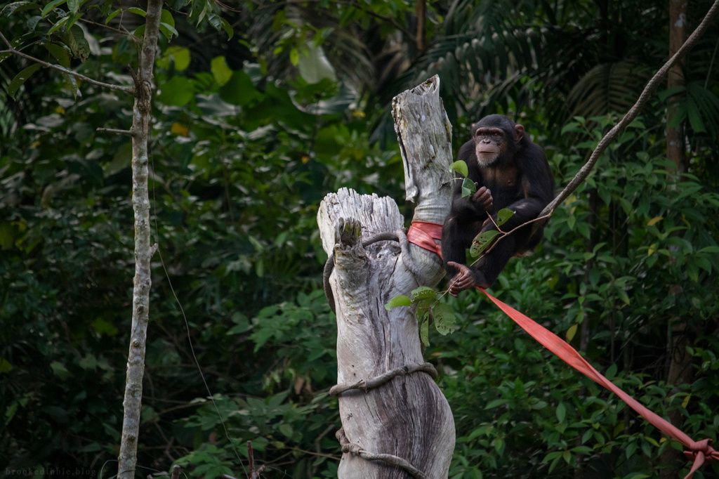 Chimpanzee | Singapore Zoo | Nov 2018