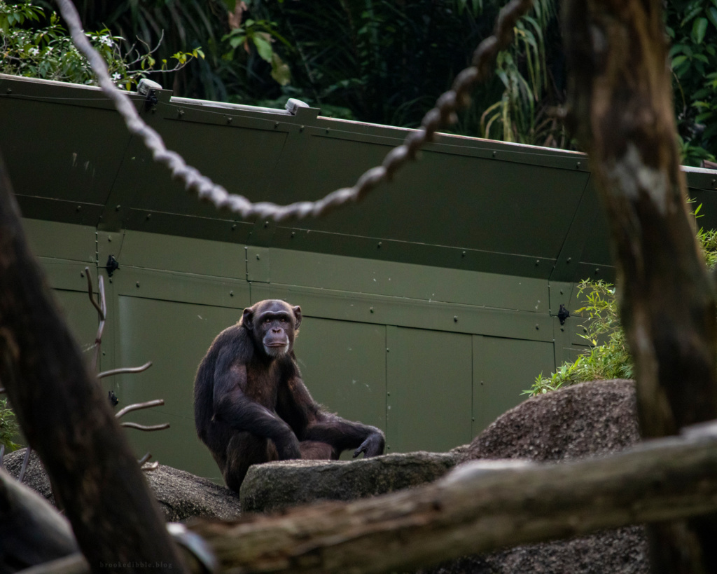 Chimpanzee | Singapore Zoo | Nov 2018