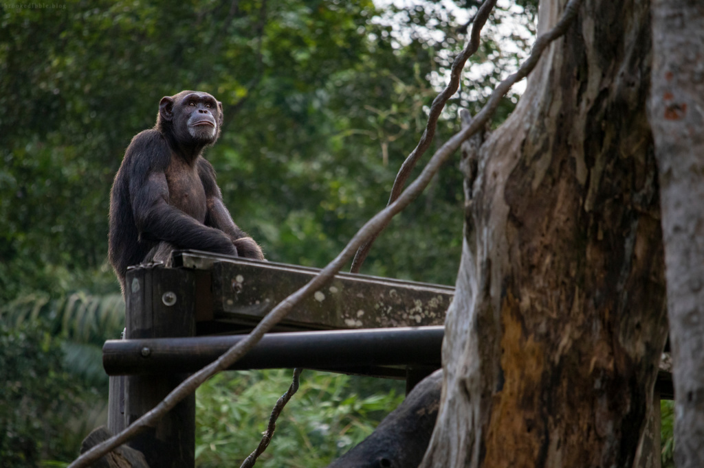 Chimpanzee | Singapore Zoo | Nov 2018