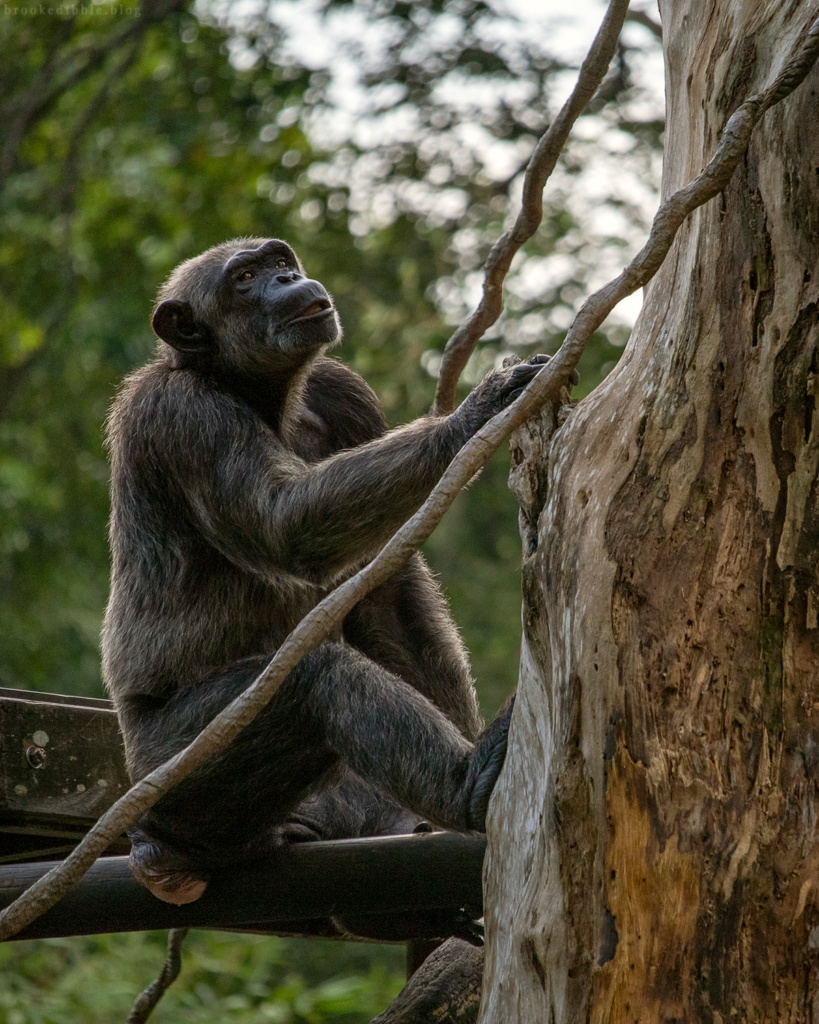 Chimpanzee | Singapore Zoo | Nov 2018