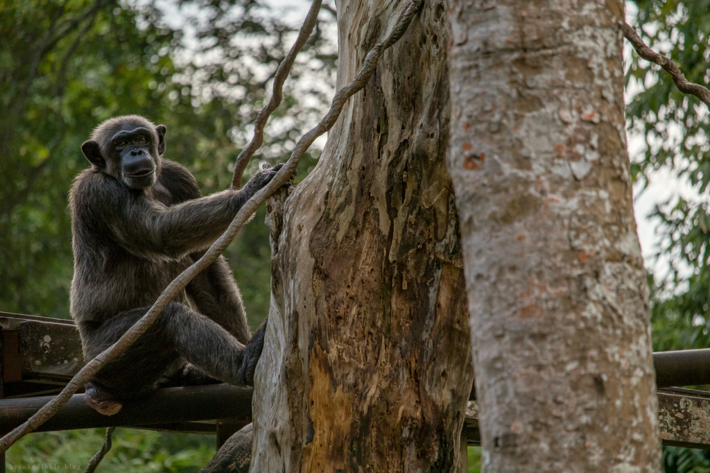 Chimpanzee | Singapore Zoo | Nov 2018