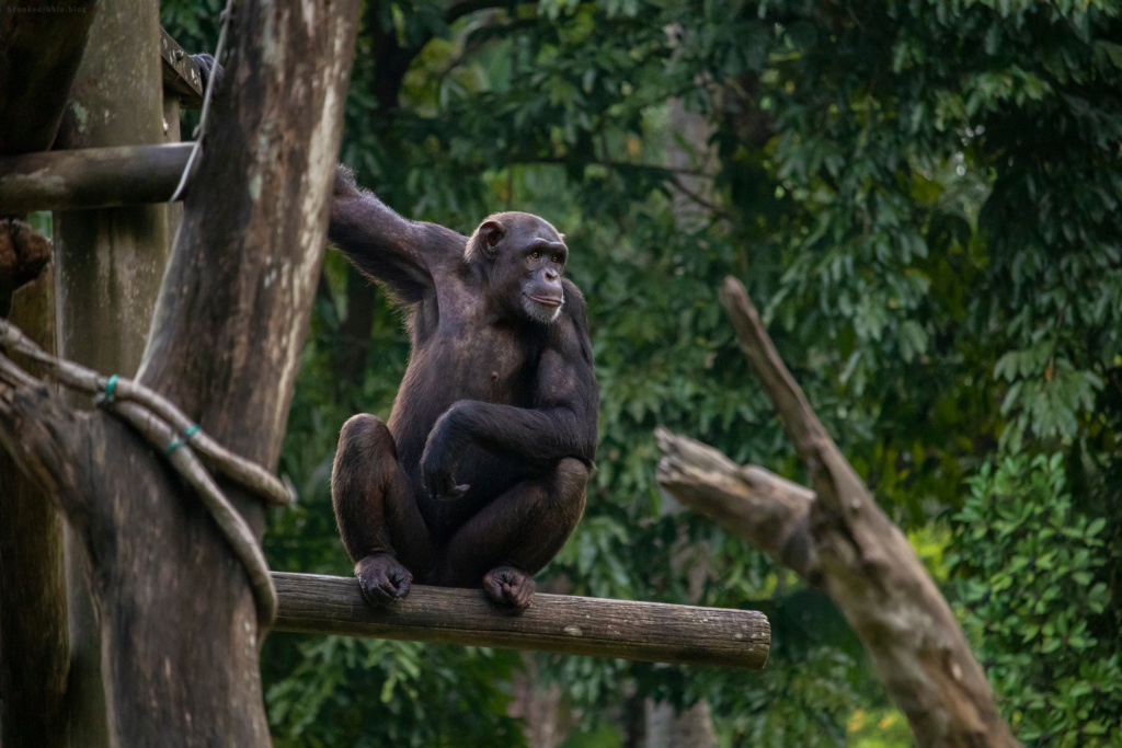 Chimpanzee | Singapore Zoo | Nov 2018