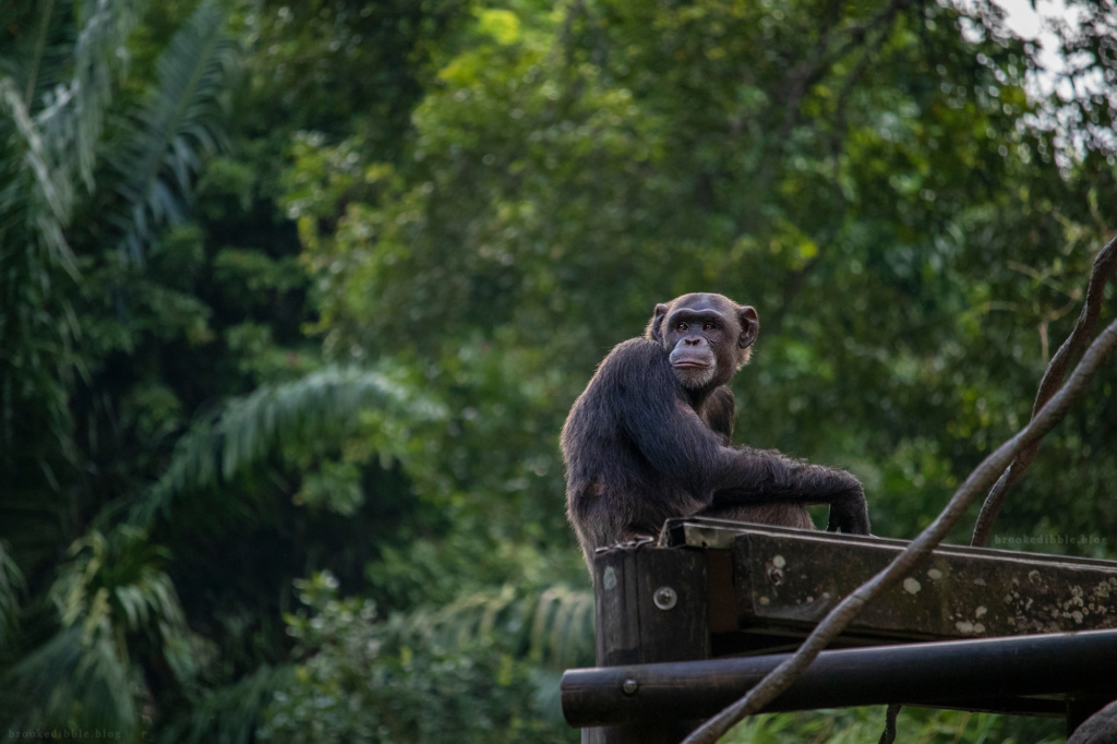 Chimpanzee | Singapore Zoo | Nov 2018
